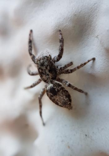 Menemerus taeniatus